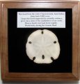 Sand Dollar