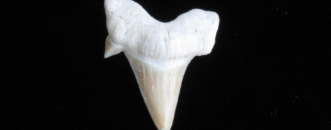 Tooth